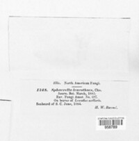 Pseudomassaria leucothoes image